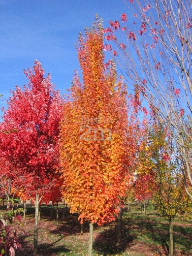 acer rubrum armstrong