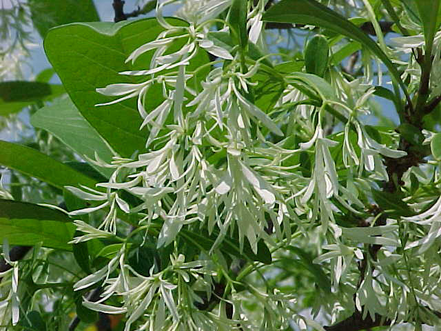 fleurs chionanthus arbre des neiges