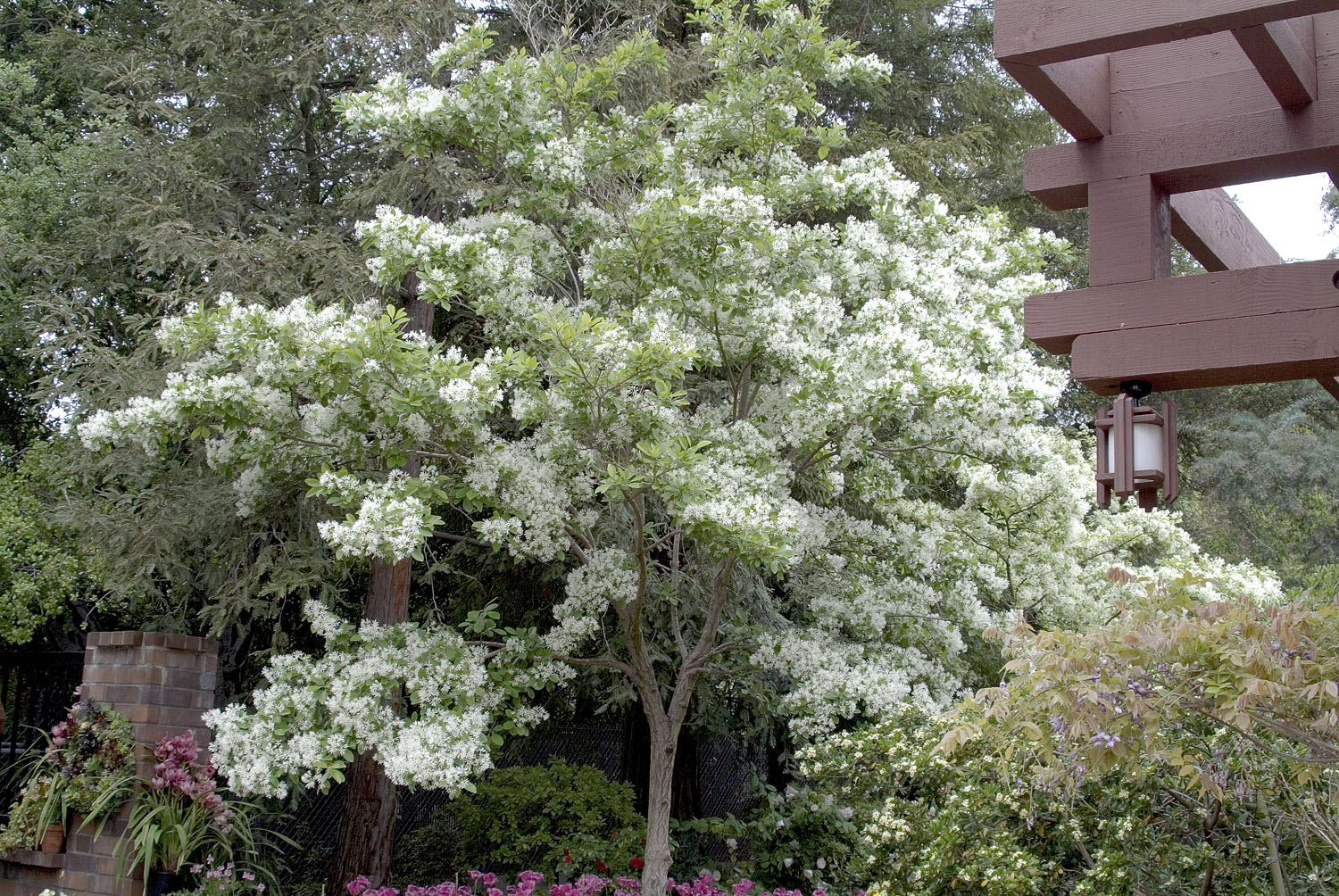 chionanthus arbre des neiges