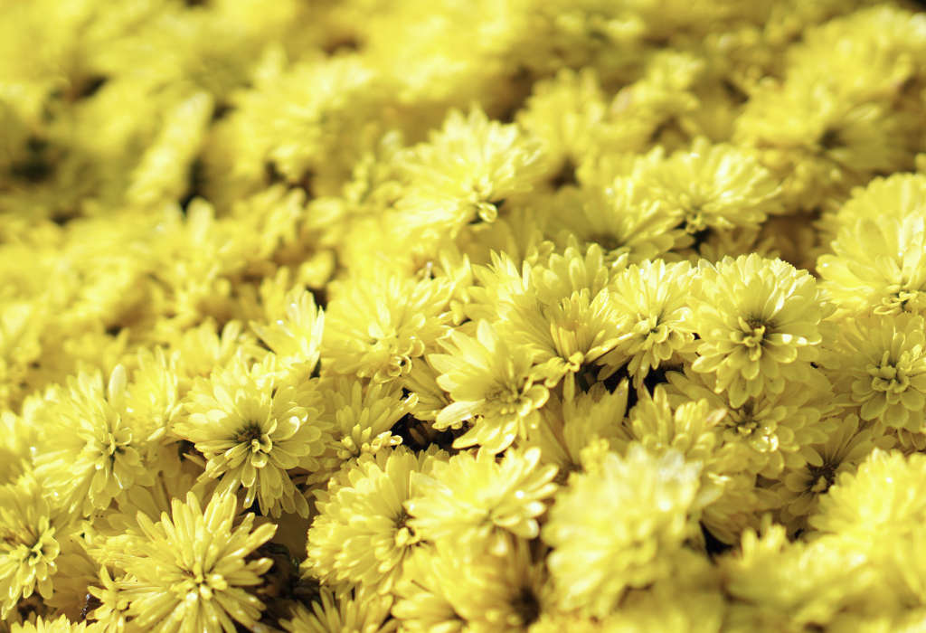 Chrysanthemum morifolium - Chrysanthème d'automne