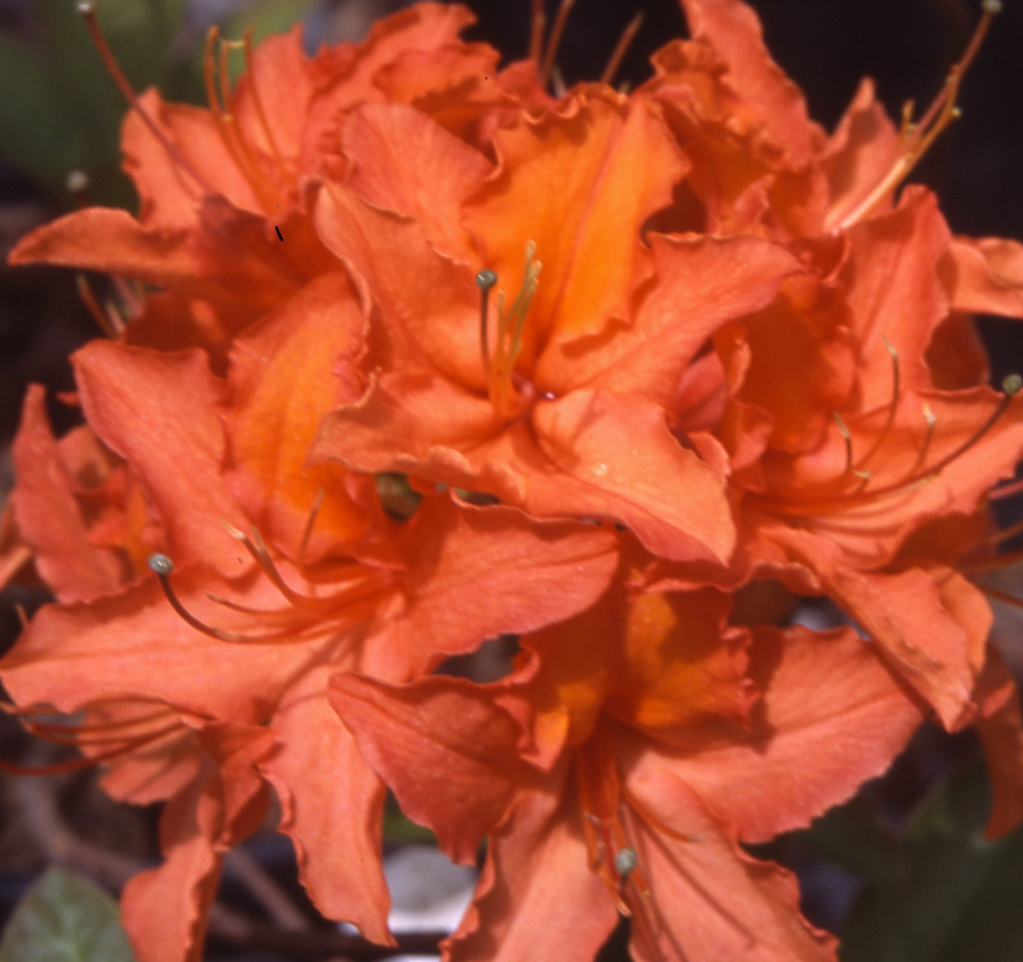 Azalea Mandarin Light