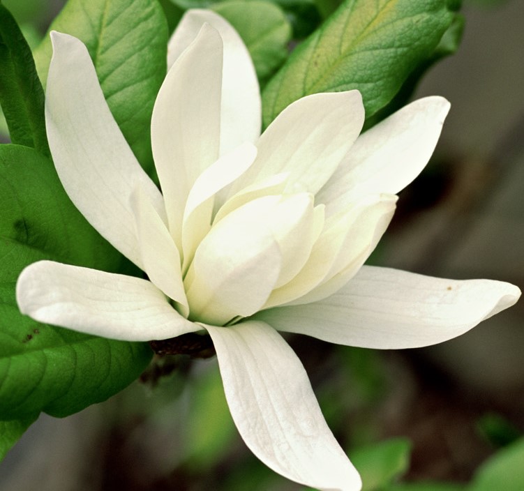 Magnolia Royal Star