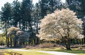 Amelanchier canadensis