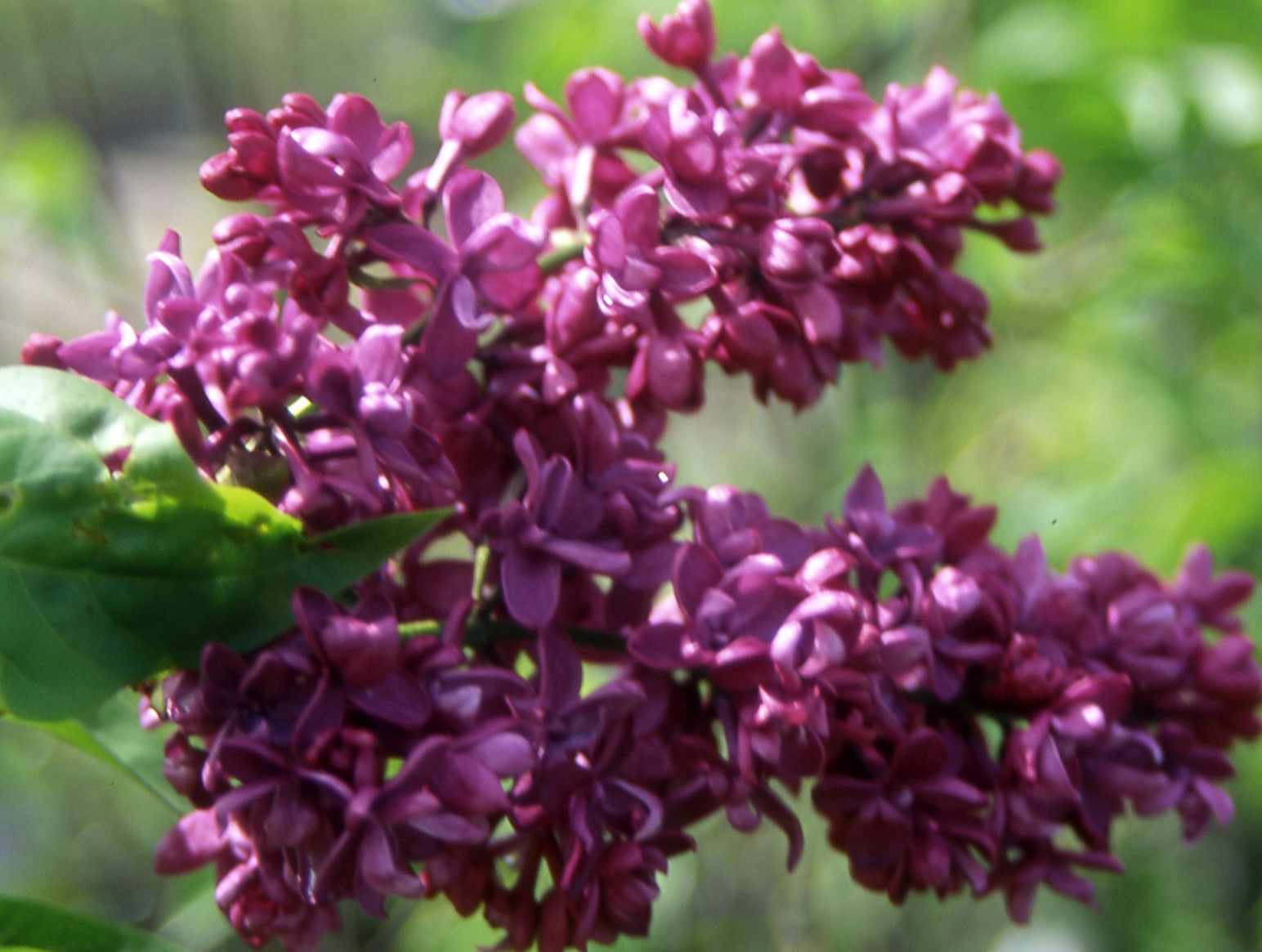 Syringa Charles Joly