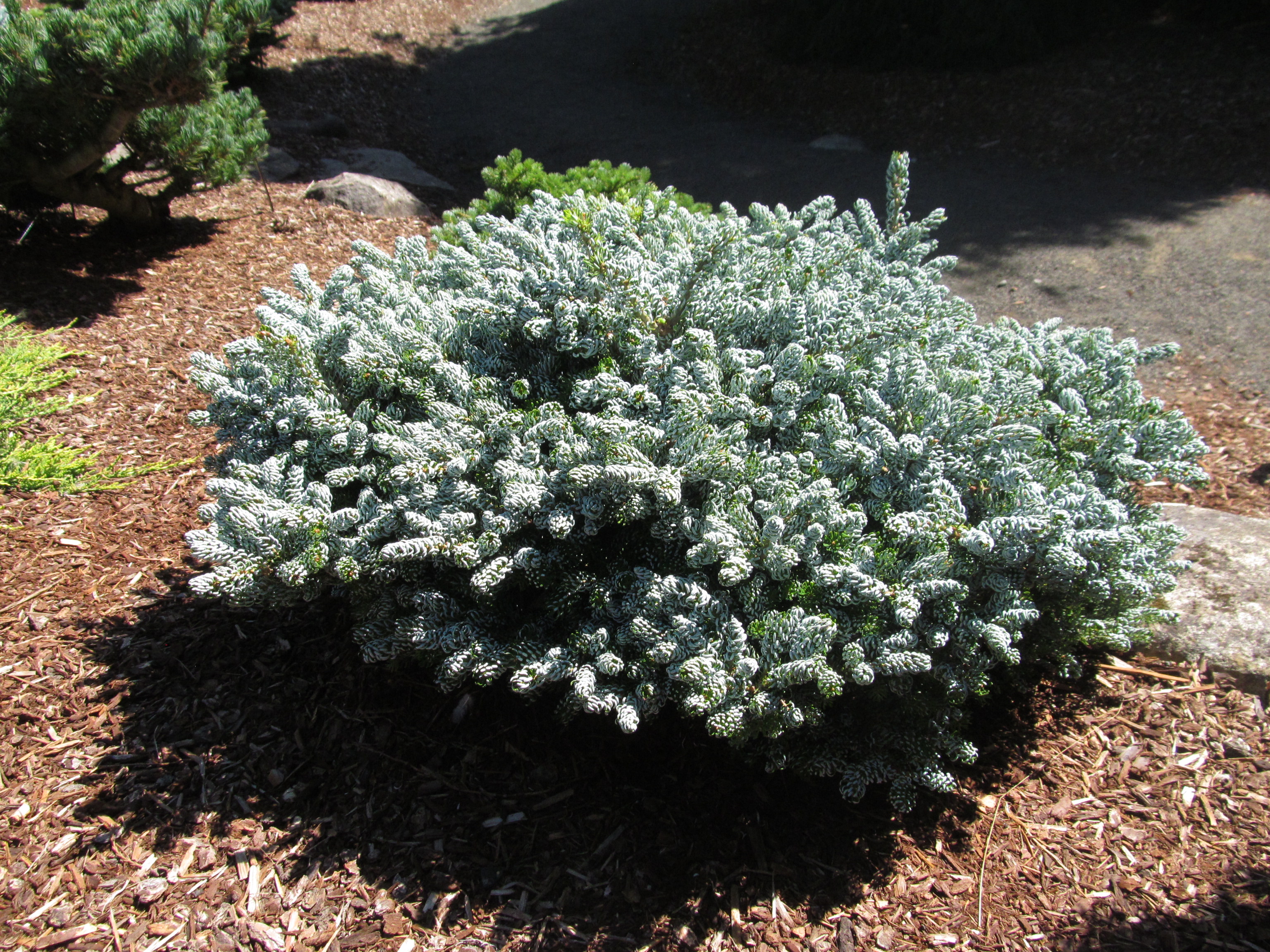 Abies koreana ‘Ice Breaker’