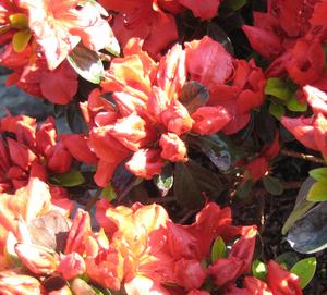 Azalea ‘Hino Red’