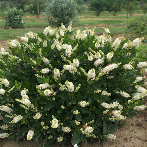 Clethra alnifolia ‘Crystalina’