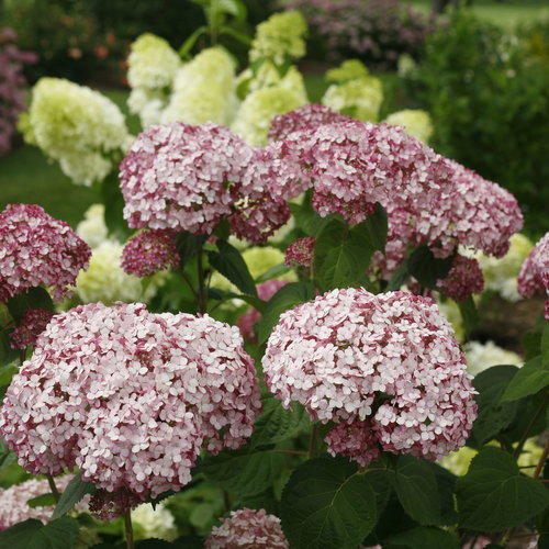 Hydrangea arborescens ‘Incrediball Blush’