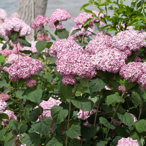 Hydrangea arborescens ‘Incrediball Blush’