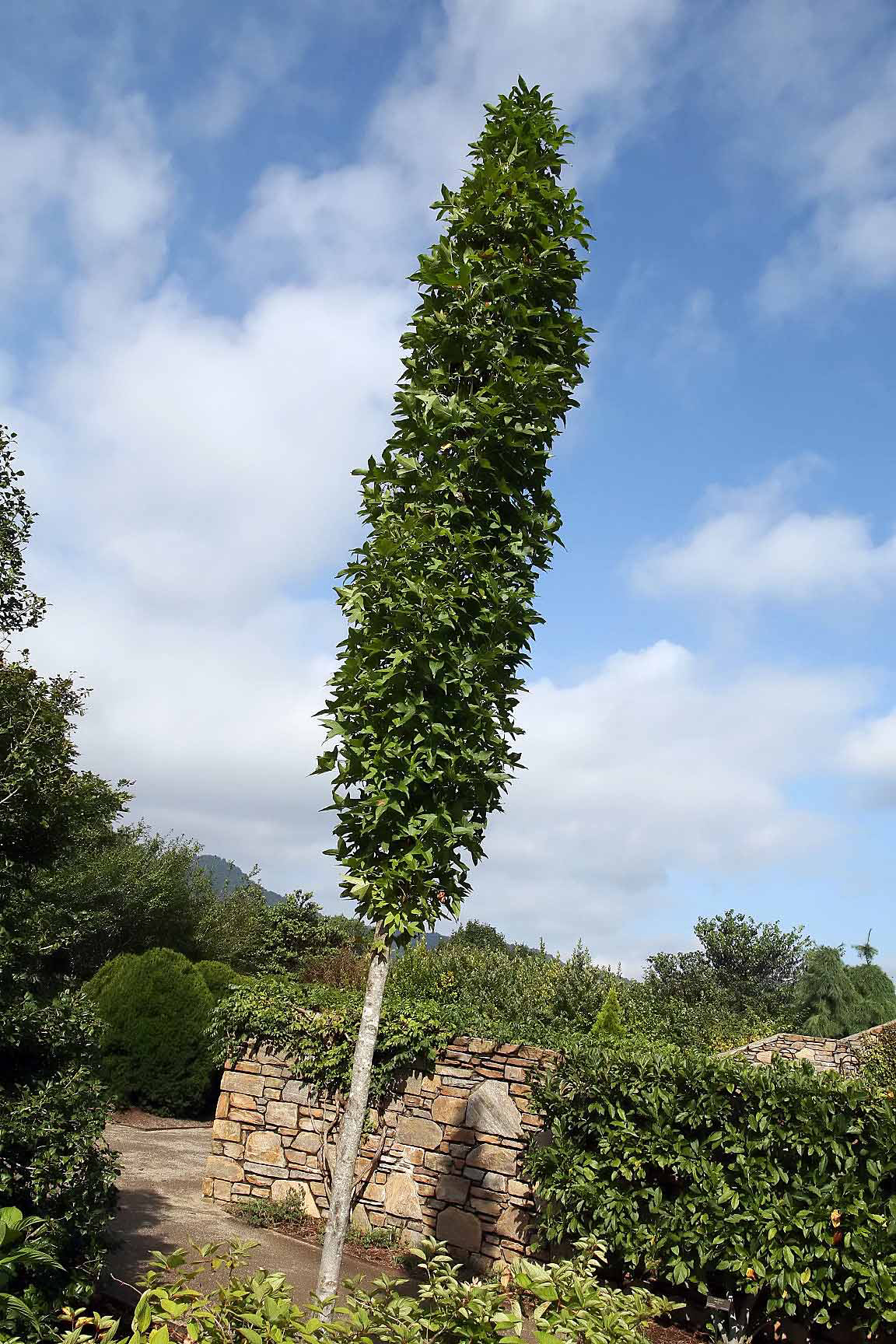 Liquidambar styracifula ‘Slender Silhouette’