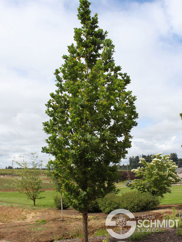 Quercus alba x robur ‘StreetSpire’