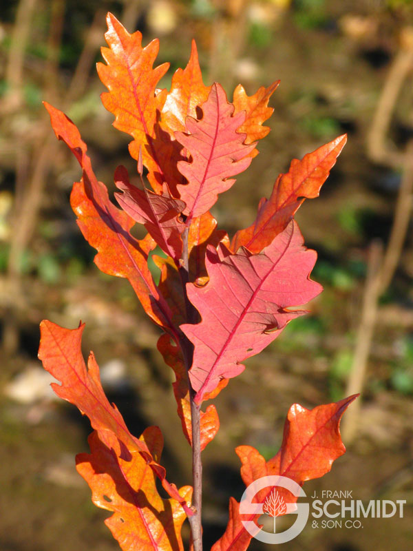 Quercus alba x robur ‘StreetSpire’