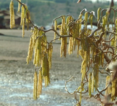 Photo Corylus