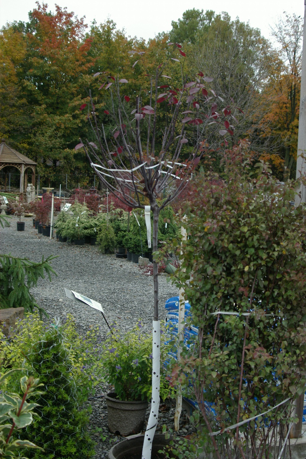 Arbre fruitier avec une spirale protectrice