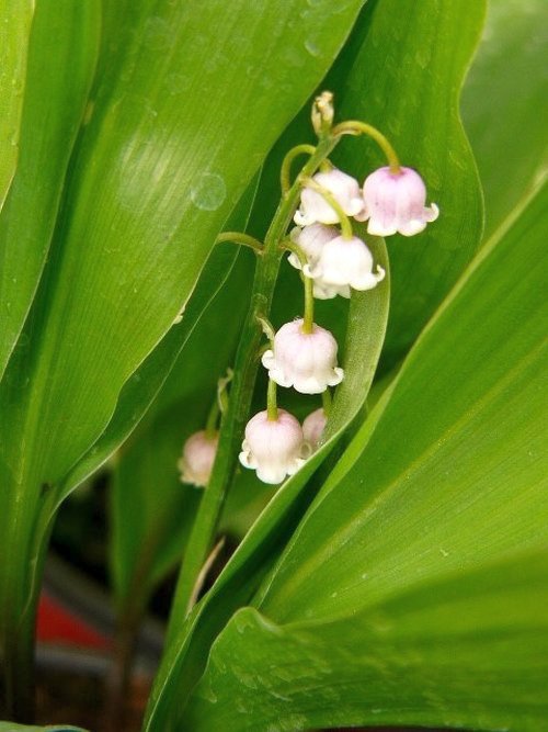 Convallaria majalis