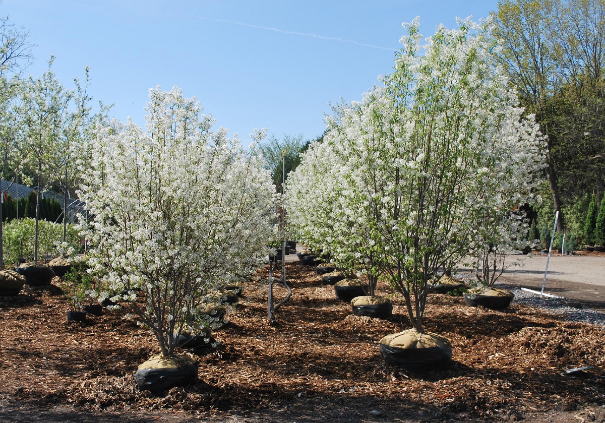 Amelanchier canadensis