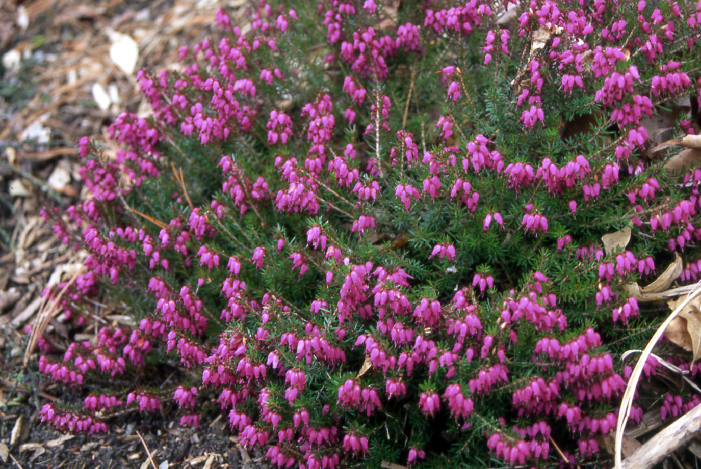 Erica carnea