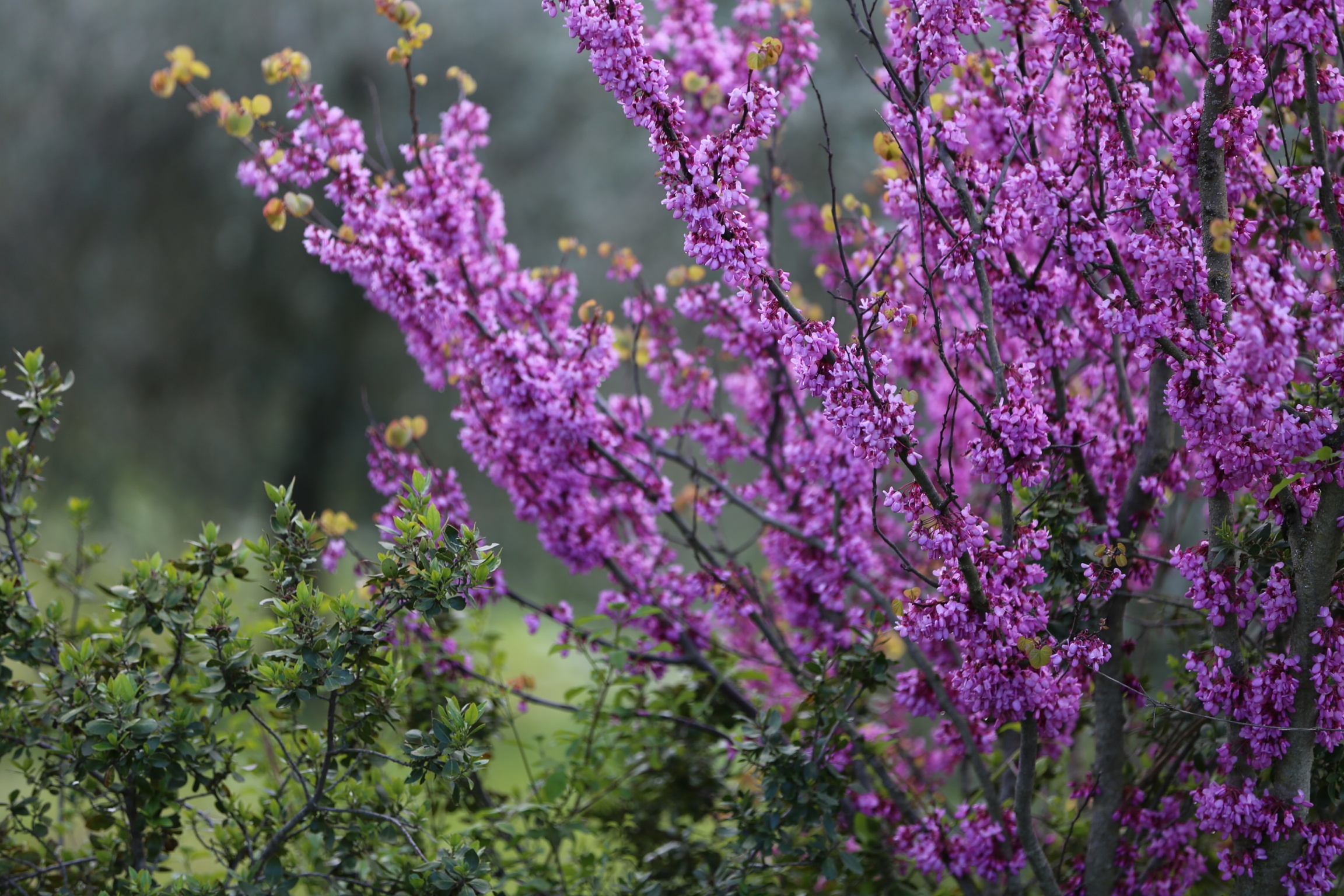 Cercis canadensis ‘Forest Pansy’