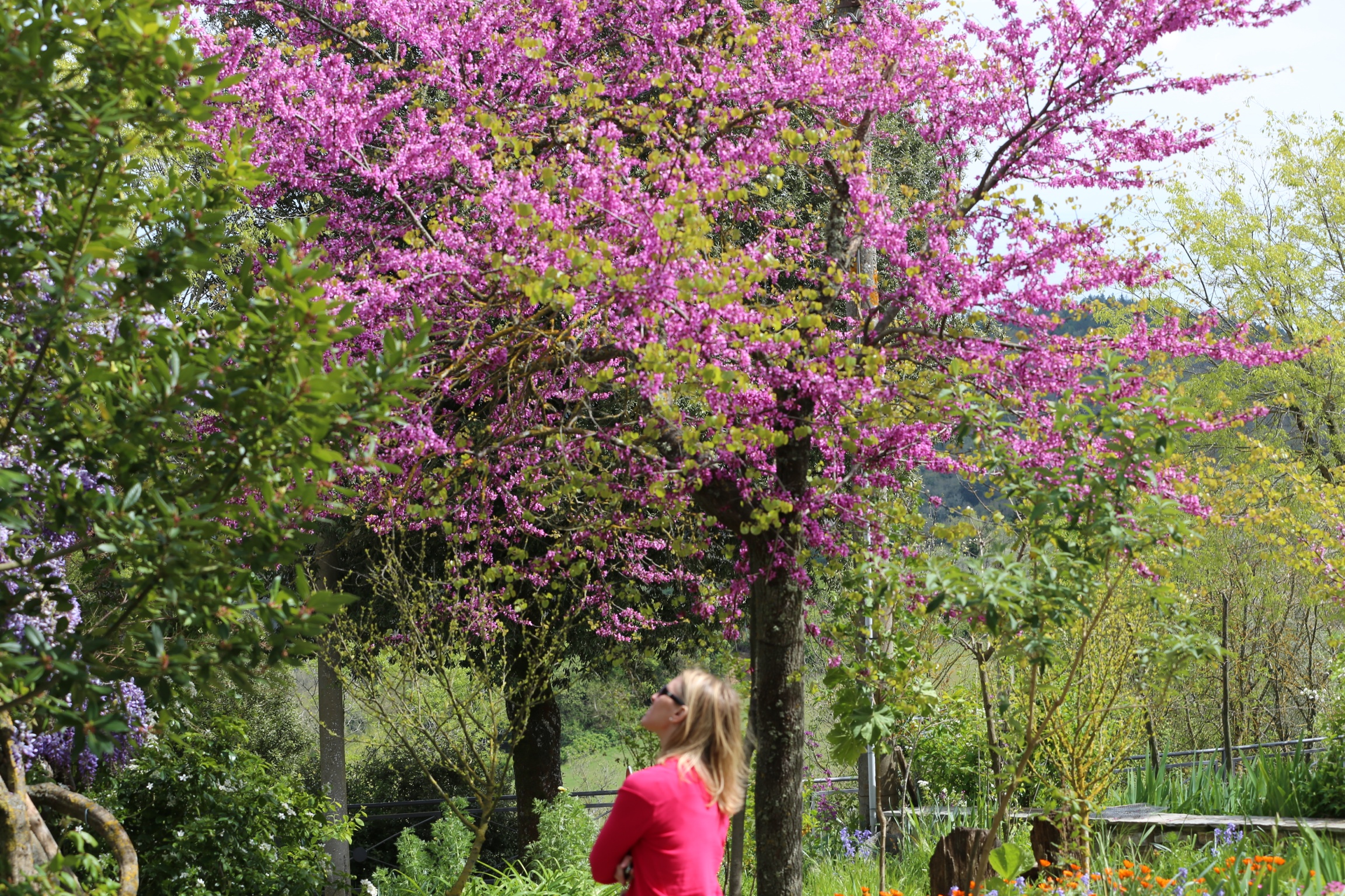 Cercis canadensis ‘Forest Pansy’