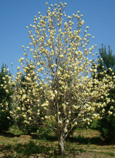 Magnolia 'Elizabeth'