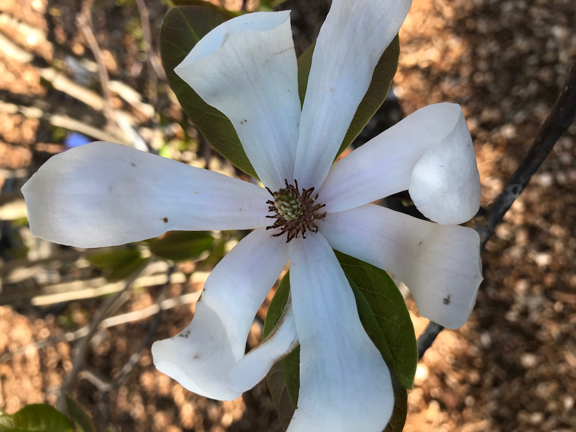 Magnolia x loebneri  'Dr Merrill'