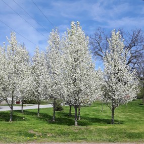 Malus ‘Spring Snow’