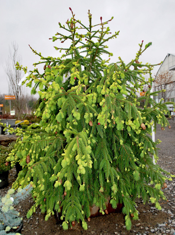 Picea abies 'Acrocona'