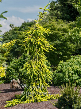 Picea abies ‘Gold Drift’