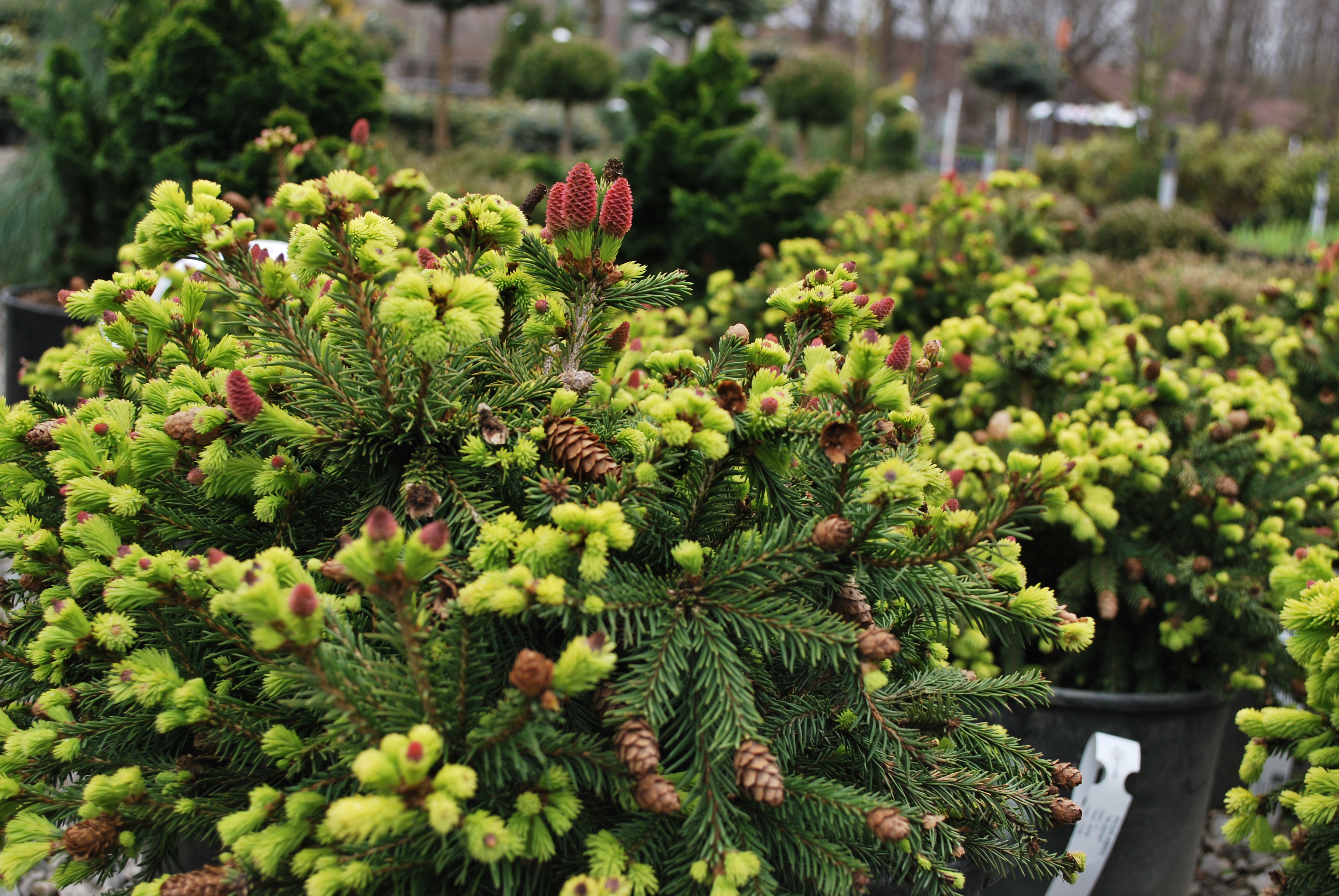 Picea abies ‘Pusch’