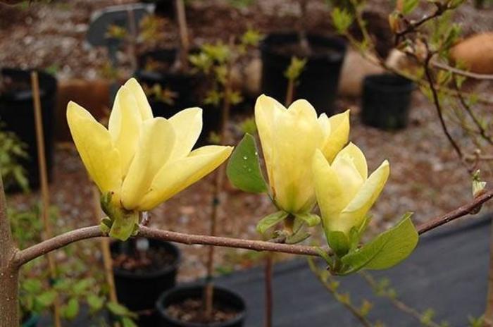 Magnolia x ‘Golden Gift’