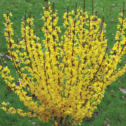 Forsythia x ‘Show Off’ 