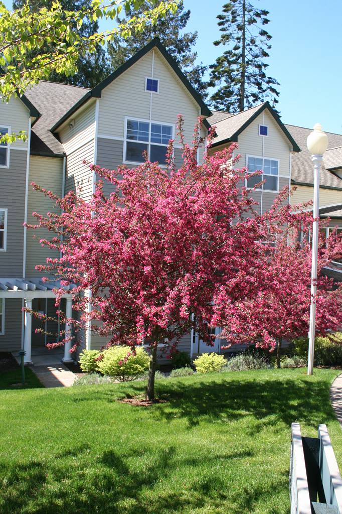 Malus ‘Prairie fire’