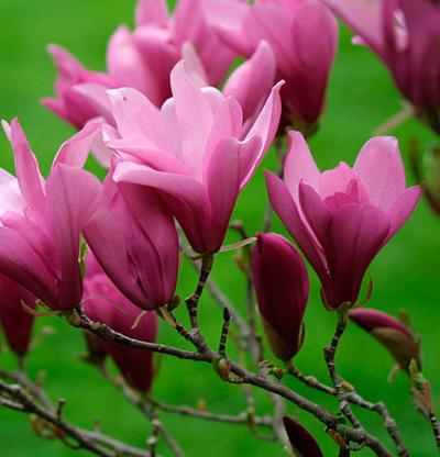 Magnolia liliflora ‘Ann’