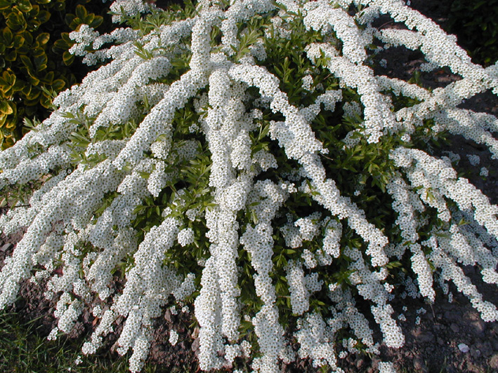 Spiraea x arguta ‘Graciosa’