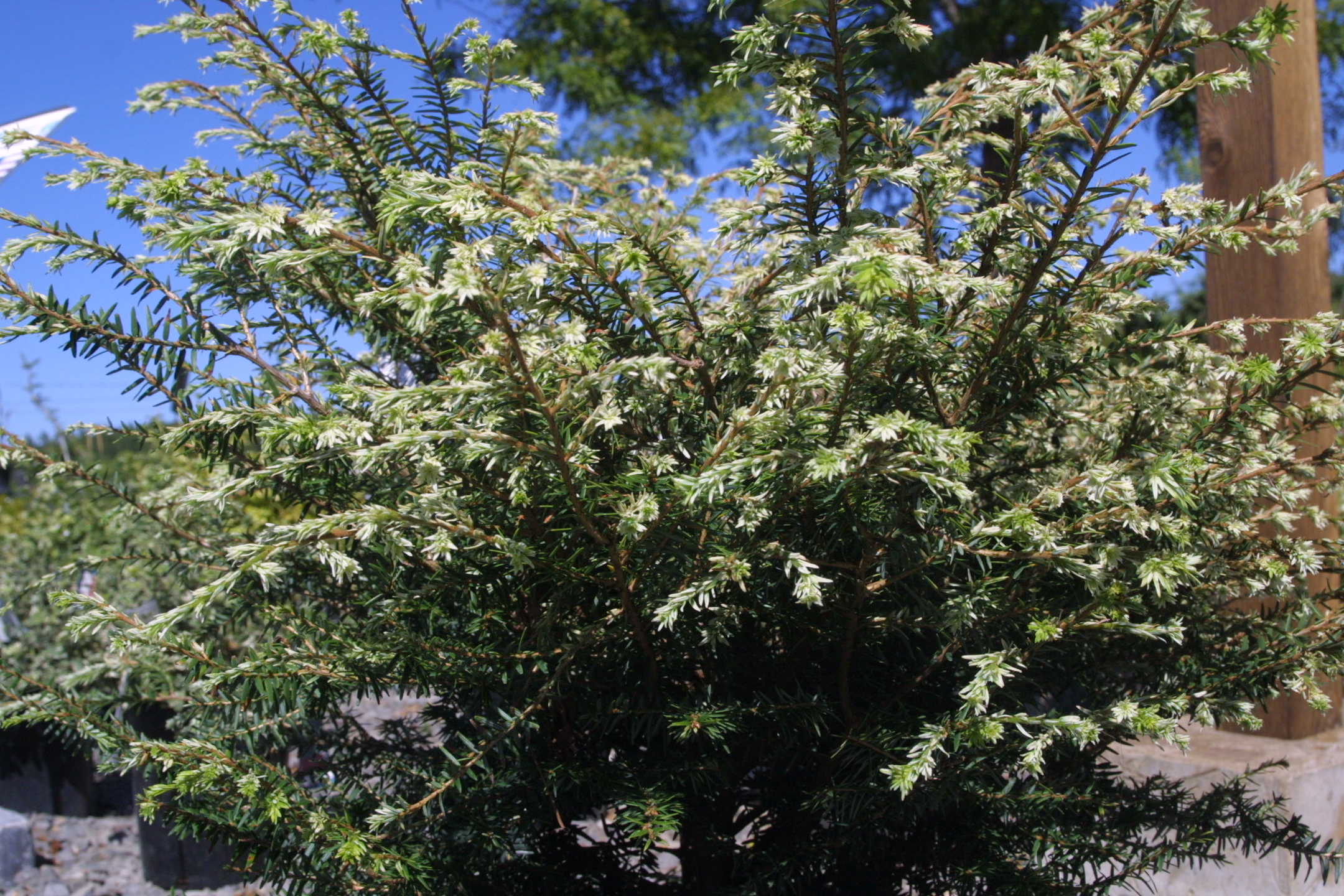 Tsuga canadensis 'Gentsch White'